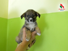 Добрые дела для наших четвероногих друзей!