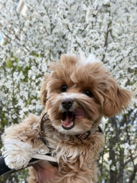 Весна в объективе